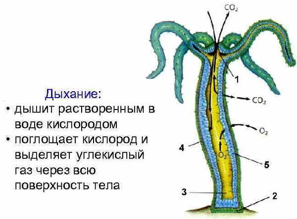 Кракен зеркало сайта vtor run