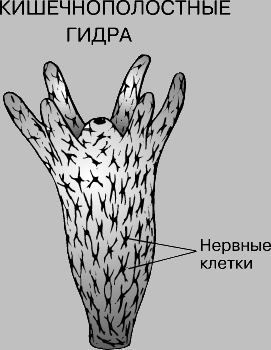 Кракен современный даркнет маркетплейс